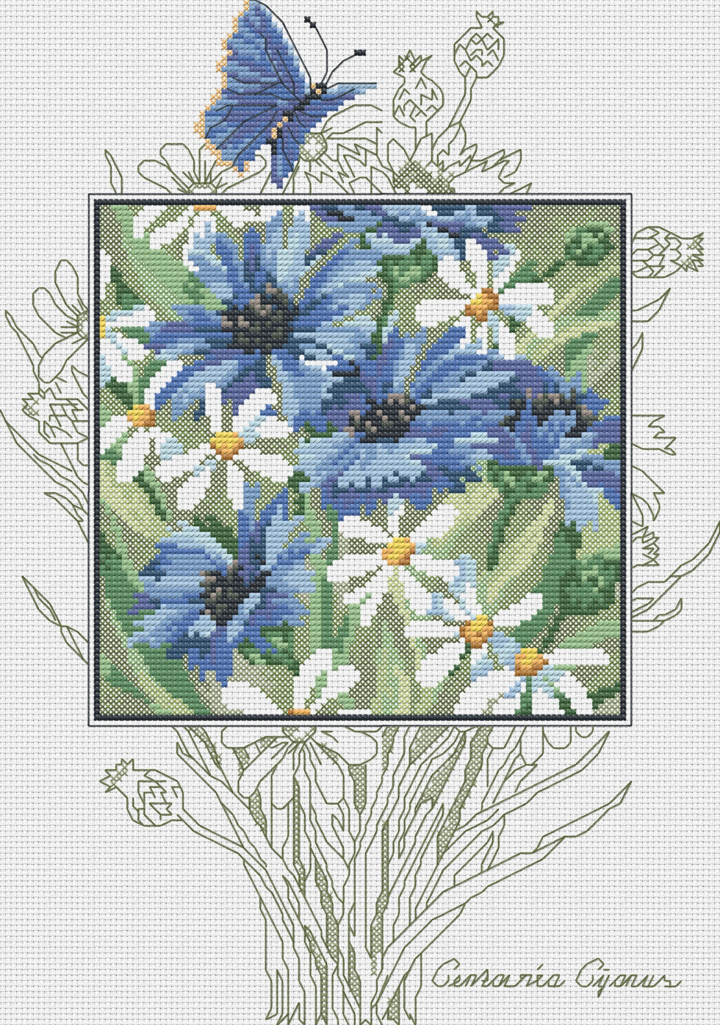 Cornflowers